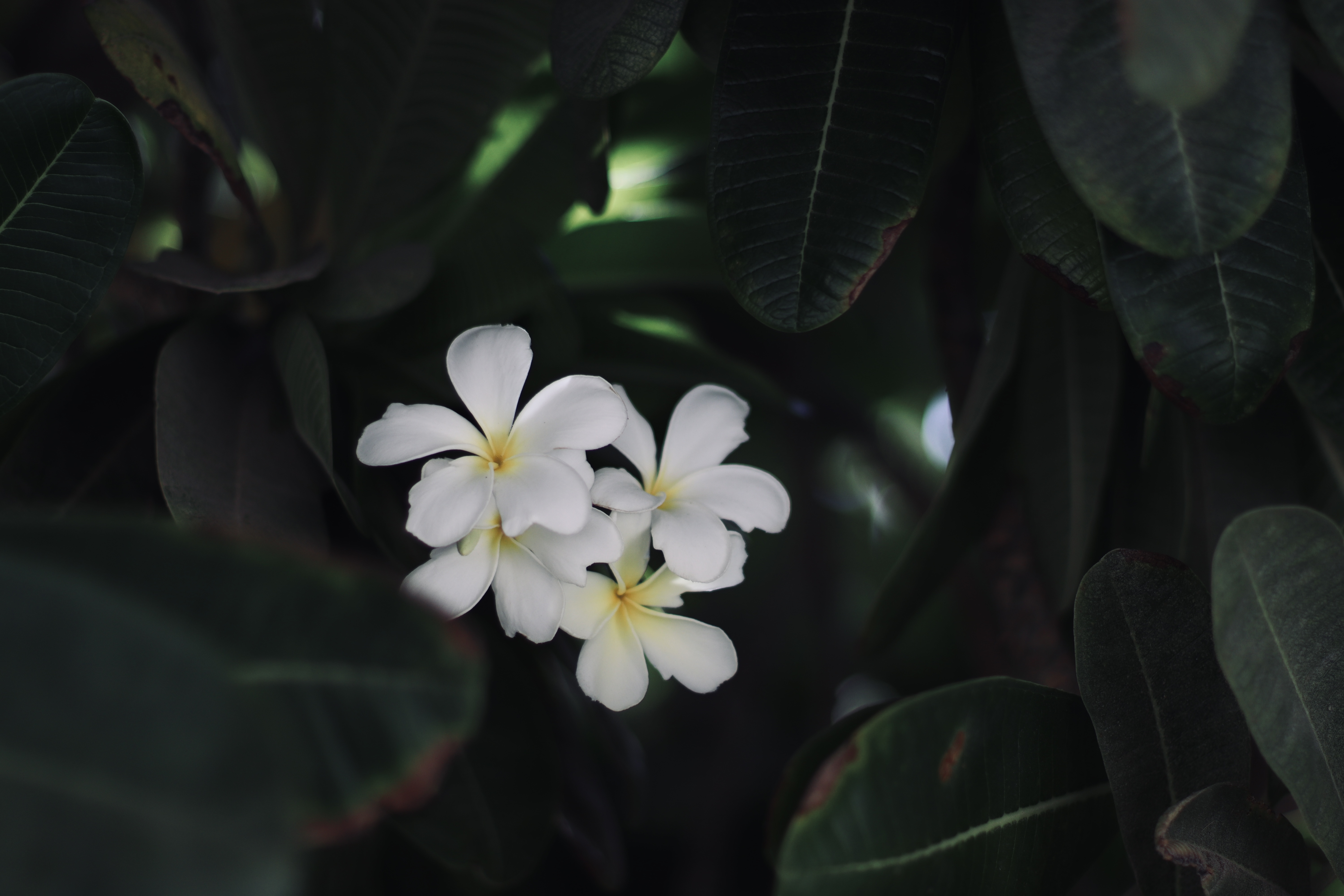 His Garden