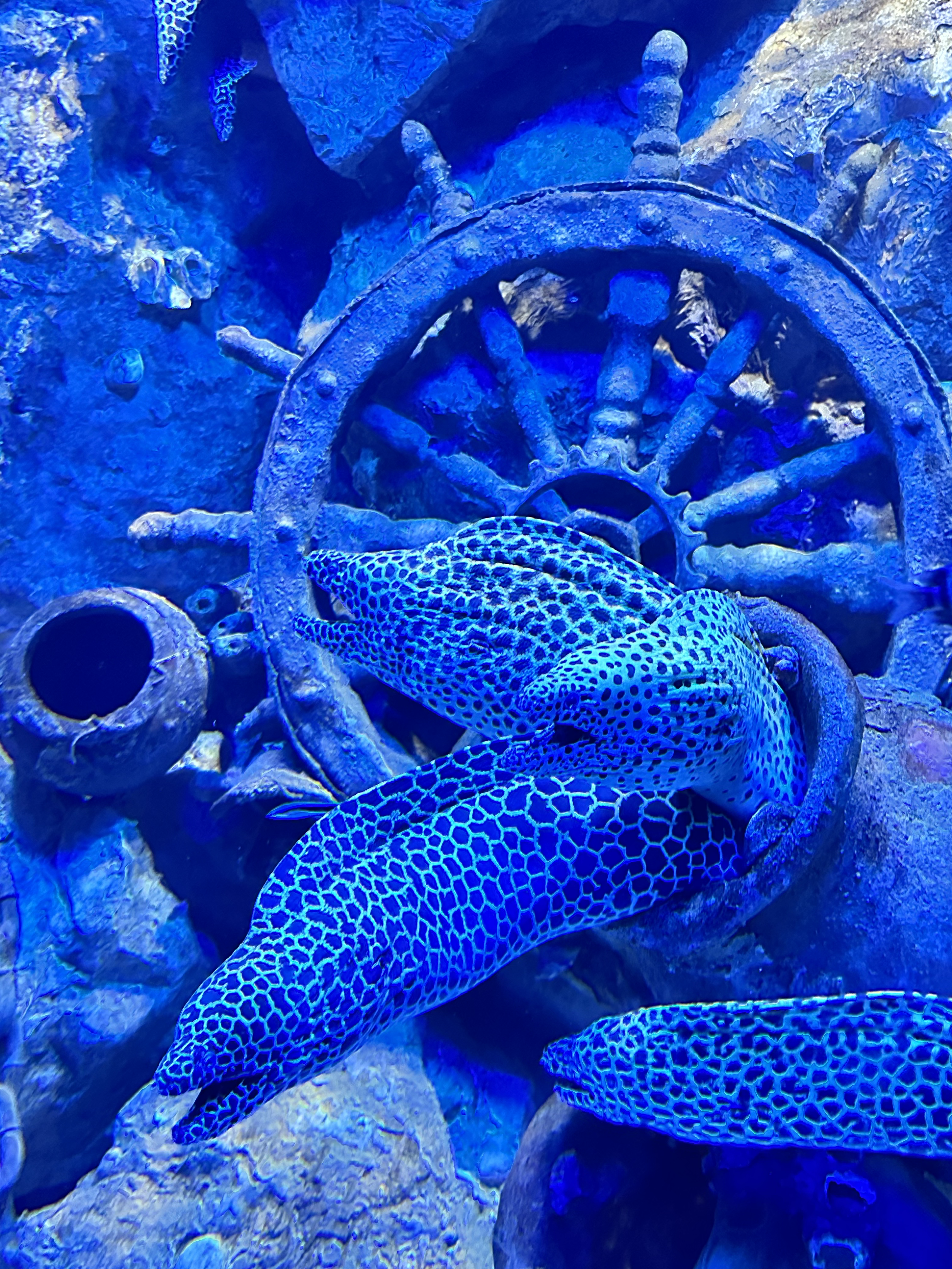 Wrapped in Blue