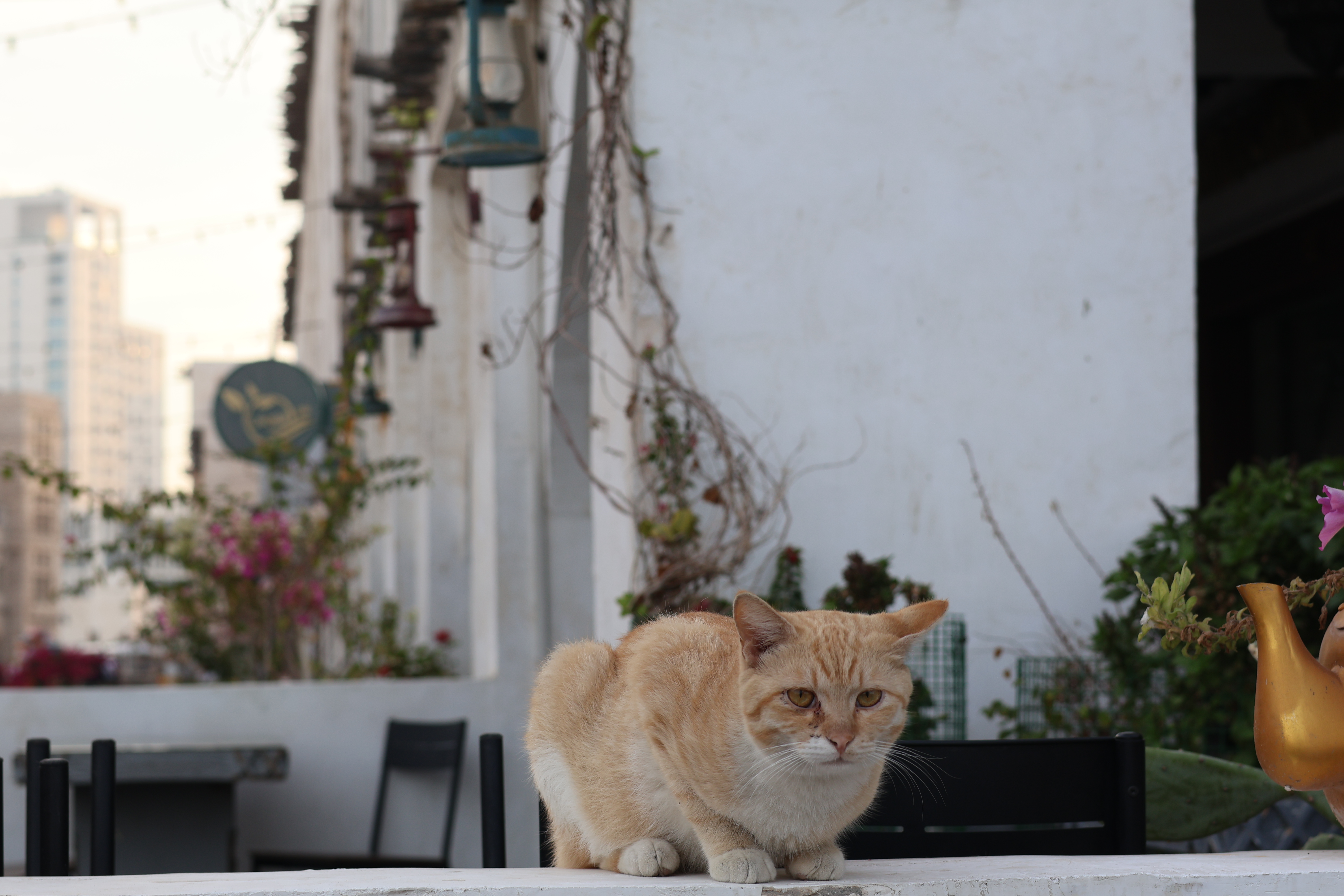 Lunch Guest