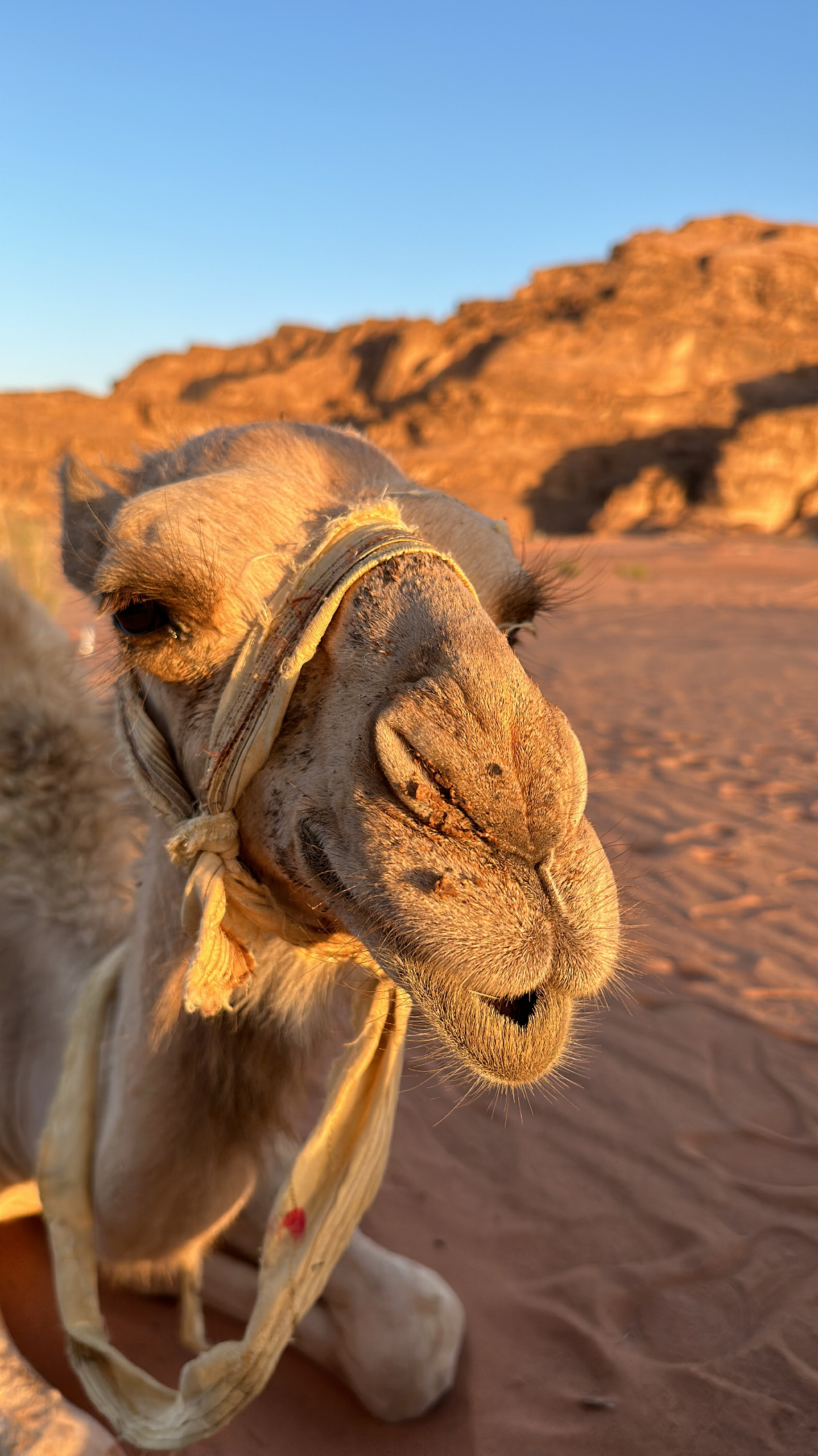 Pride of the Desert