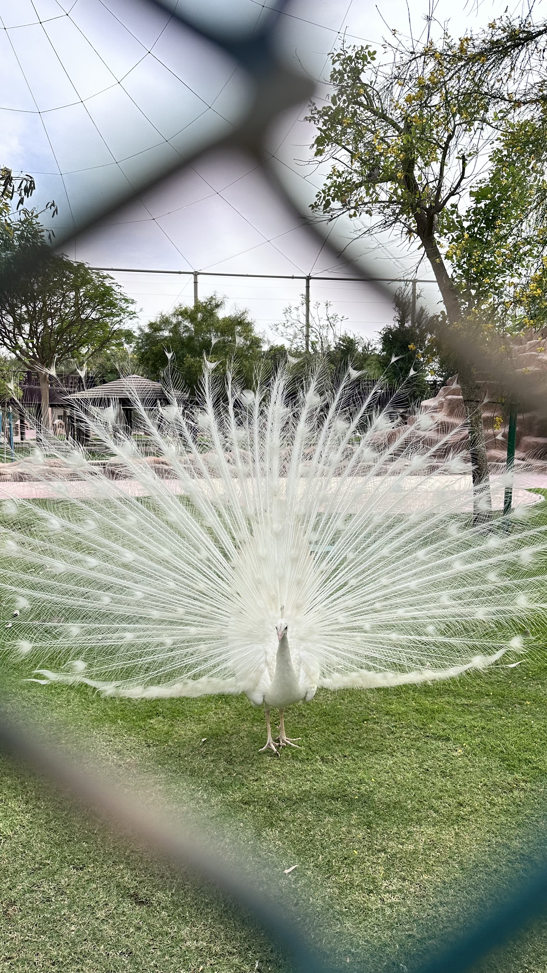 The White Peacock