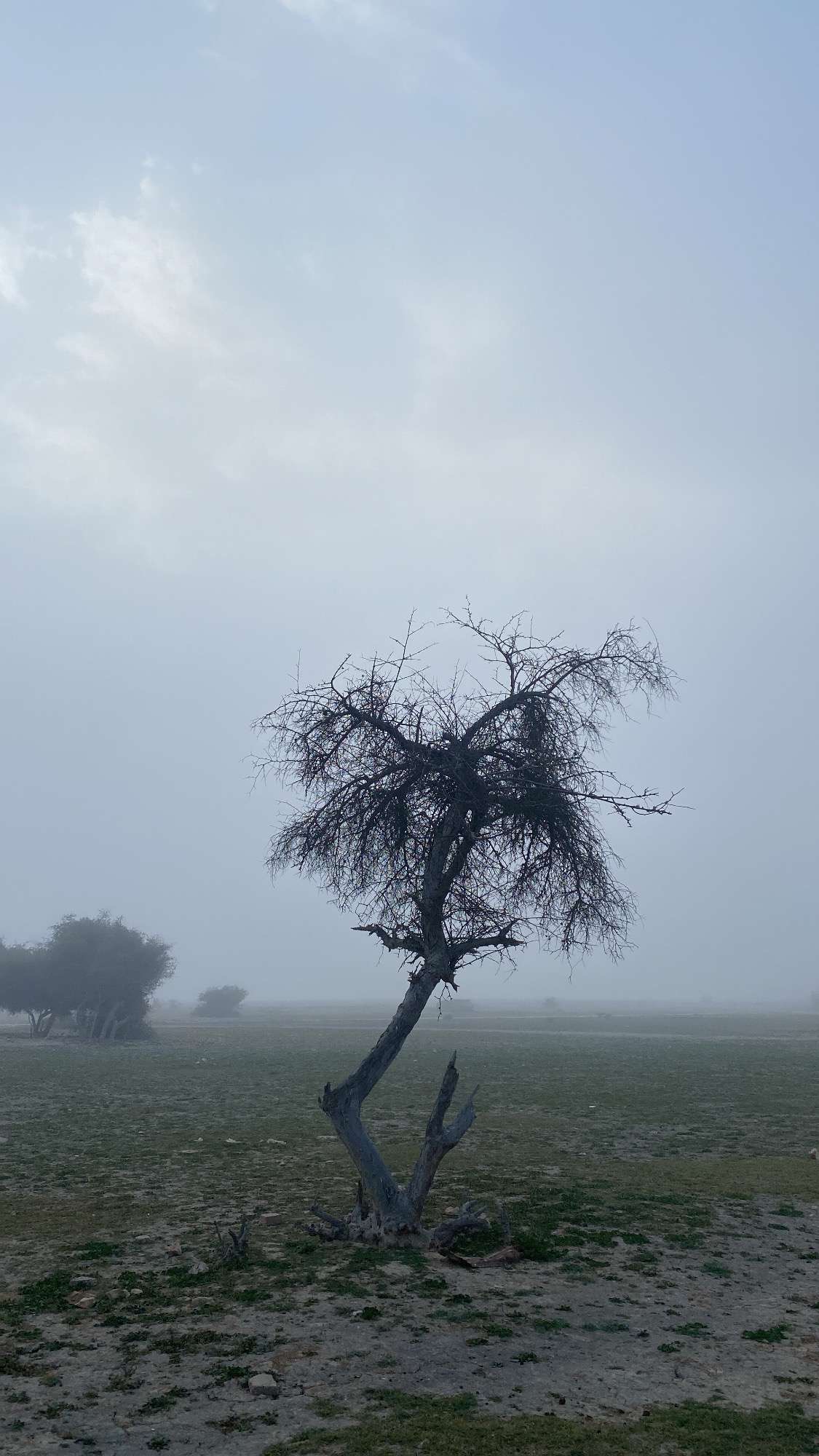 Alone in the Fog