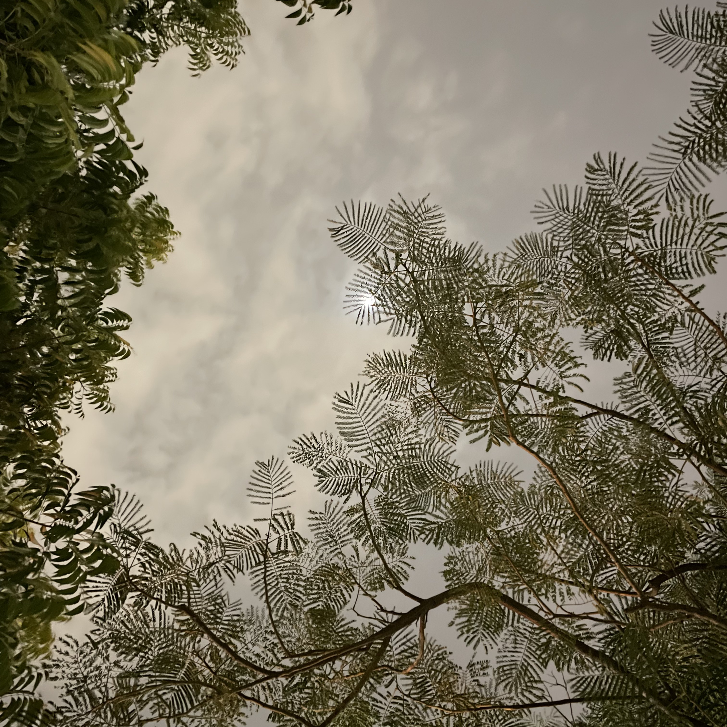 Looking Up